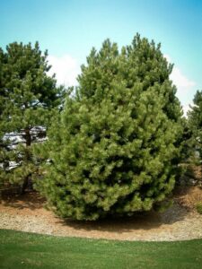 Сосна Чёрная (Pinus Nigra) купить по цене от 270.00р. в интернет-магазине «Посадика» с доставкой почтой в в Дное и по всей России – [изображение №1].