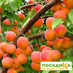 Абрикос Ветеран Севастополя купить по цене от 355р. в интернет-магазине «Посадика» с доставкой почтой в в Дное и по всей России – [изображение №1].