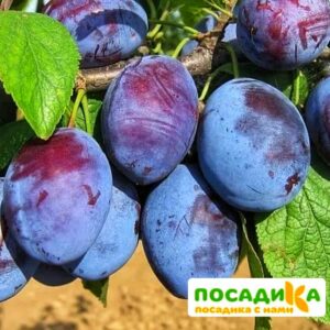 Слива Чачакская ранняя купить по цене от 229.00р. в интернет-магазине «Посадика» с доставкой почтой в в Дное и по всей России – [изображение №1].