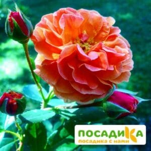 Роза Арабия купить по цене от 350.00р. в интернет-магазине «Посадика» с доставкой почтой в в Дное и по всей России – [изображение №1].