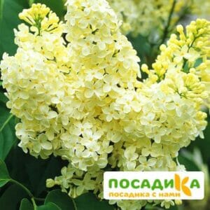 Сирень Примроуз (Primrose) купить по цене от 529.00р. в интернет-магазине «Посадика» с доставкой почтой в в Дное и по всей России – [изображение №1].