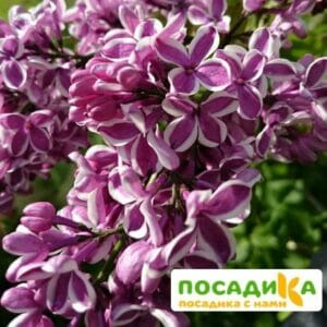 Сирень Сенсация купить по цене от 529.00р. в интернет-магазине «Посадика» с доставкой почтой в в Дное и по всей России – [изображение №1].