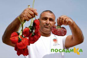 Клубника Гигант Джорнея купить по цене от 266р. в интернет-магазине «Посадика» с доставкой почтой в в Дное и по всей России – [изображение №1].