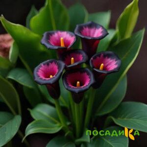Калла Аура Лейс купить по цене от 400р. в интернет-магазине «Посадика» с доставкой почтой в в Дное и по всей России – [изображение №1].
