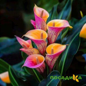 Калла Оникс купить по цене от 450р. в интернет-магазине «Посадика» с доставкой почтой в в Дное и по всей России – [изображение №1].