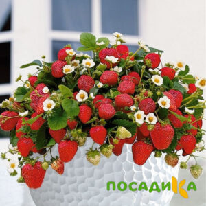 Клубника Рубиновый Шепот (горшечная) купить по цене от 240р. в интернет-магазине «Посадика» с доставкой почтой в в Дное и по всей России – [изображение №1].