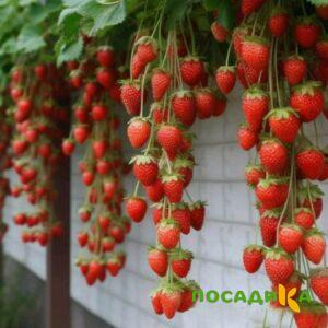 Клубника вьющаяся Комплимент купить по цене от 470р. в интернет-магазине «Посадика» с доставкой почтой в в Дное и по всей России – [изображение №1].