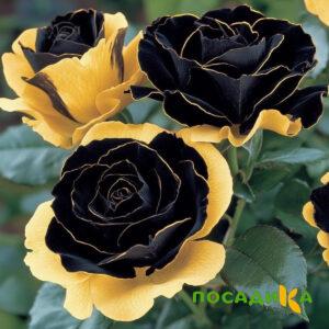 Роза Ханни Сикл купить по цене от 700р. в интернет-магазине «Посадика» с доставкой почтой в в Дное и по всей России – [изображение №1].
