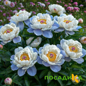 Пион акварельный Этюд купить по цене от 806р. в интернет-магазине «Посадика» с доставкой почтой в в Дное и по всей России – [изображение №1].
