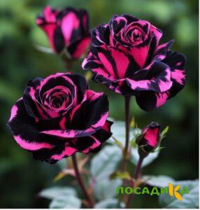 Роза Багровый Шепот купить по цене от 366р. в интернет-магазине «Посадика» с доставкой почтой в в Дное и по всей России – [изображение №1].