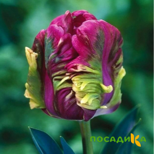 Тюльпан Экзотик Хэвен купить по цене от 186р. в интернет-магазине «Посадика» с доставкой почтой в в Дное и по всей России – [изображение №1].